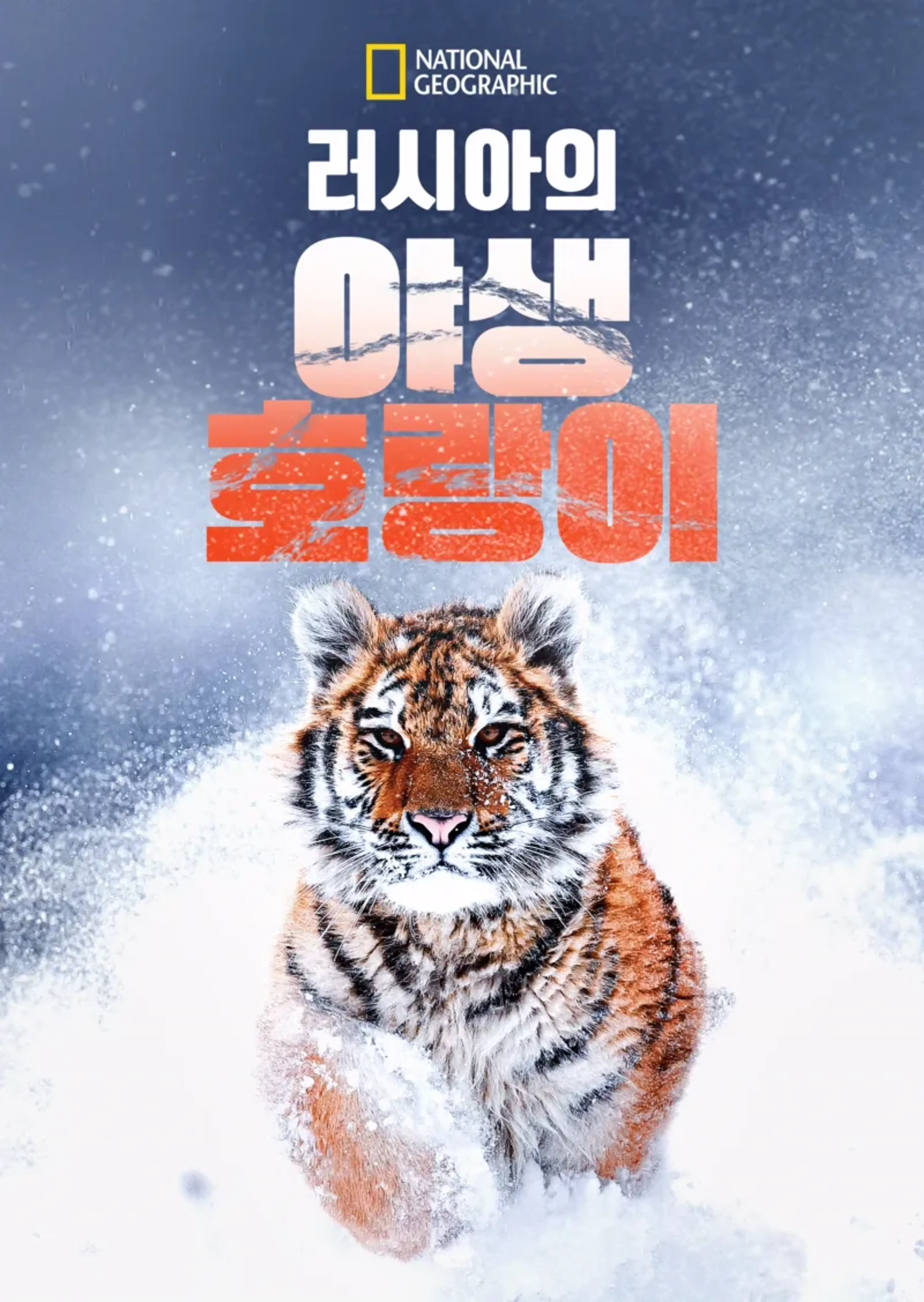 러시아의 야생 호랑이