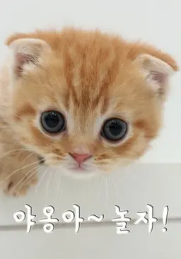 캣TV 시즌 1 - 야옹아 놀자