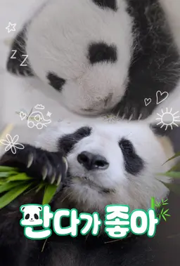 판다가 좋아