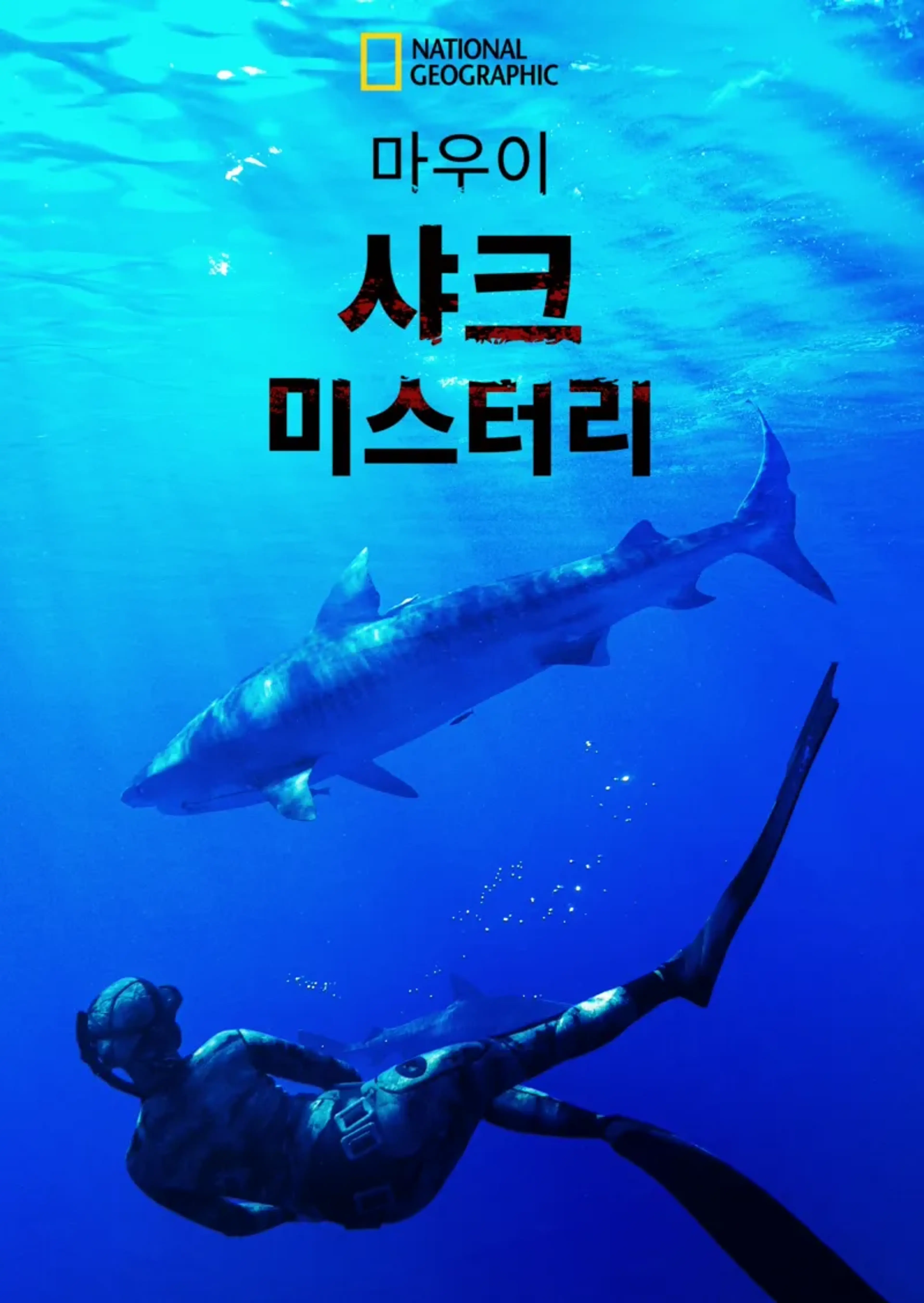 마우이 샤크 미스터리