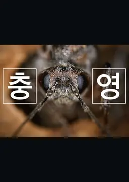 충영