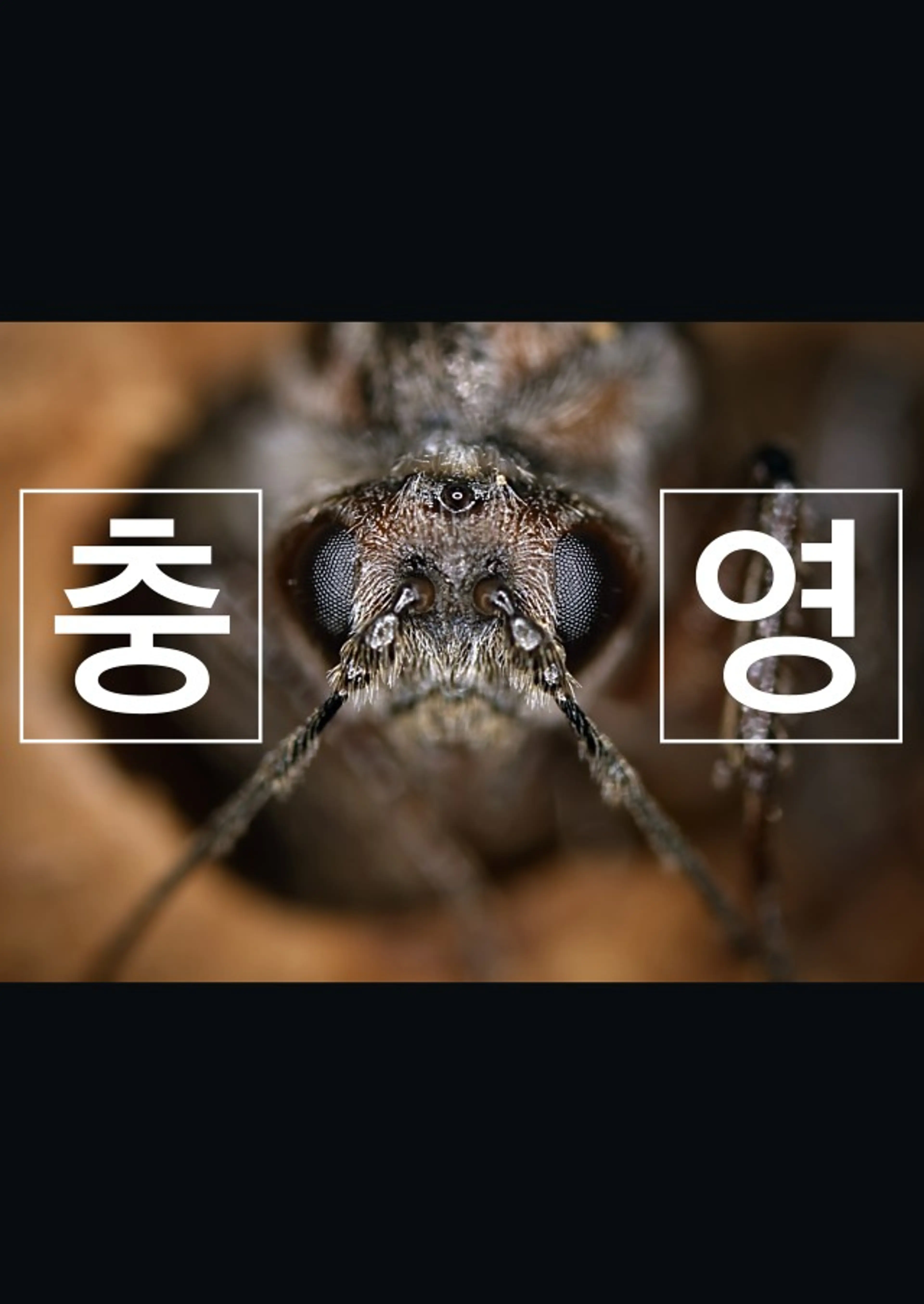충영