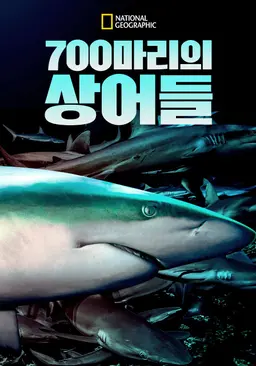 700마리의 상어들