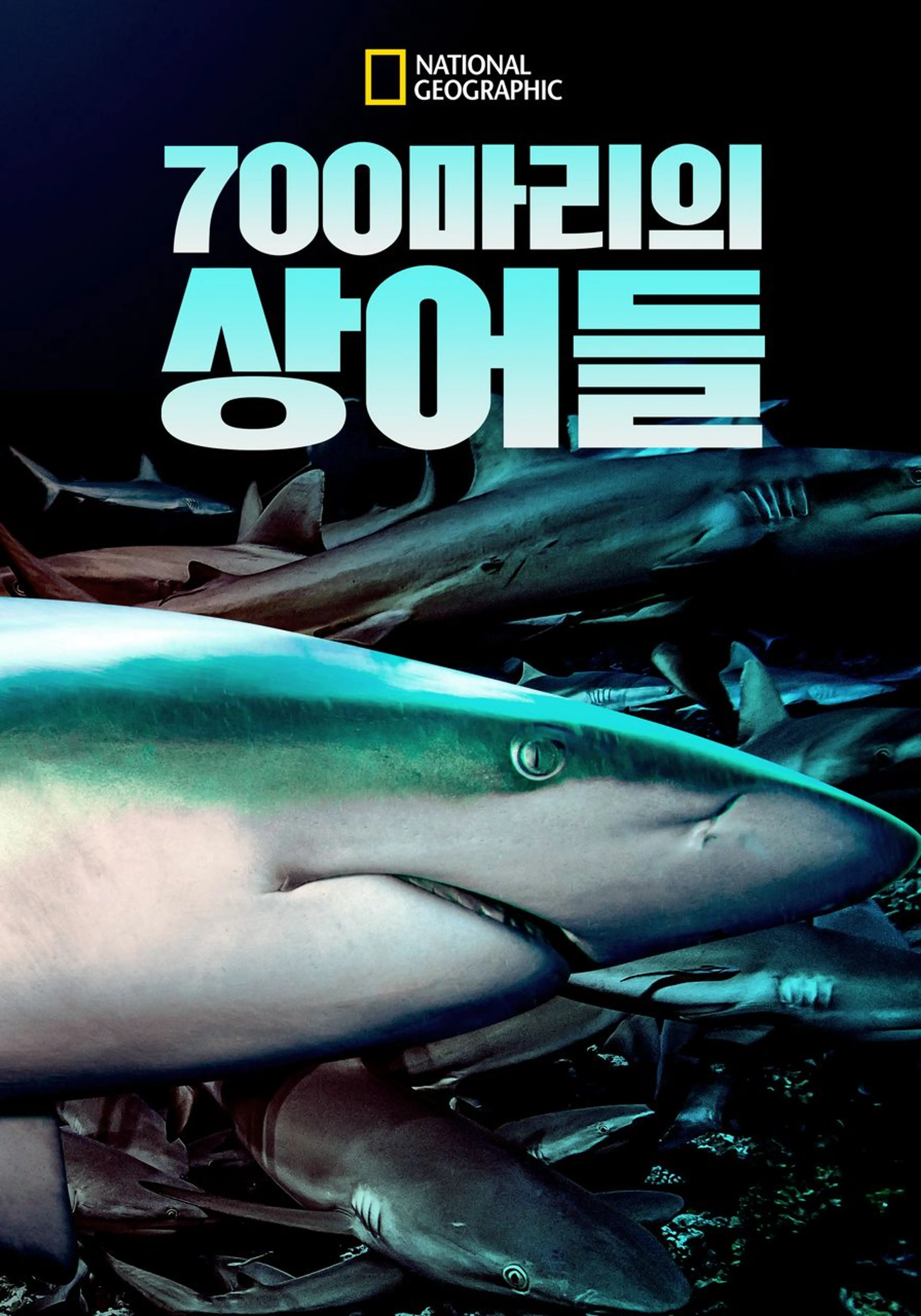 700마리의 상어들