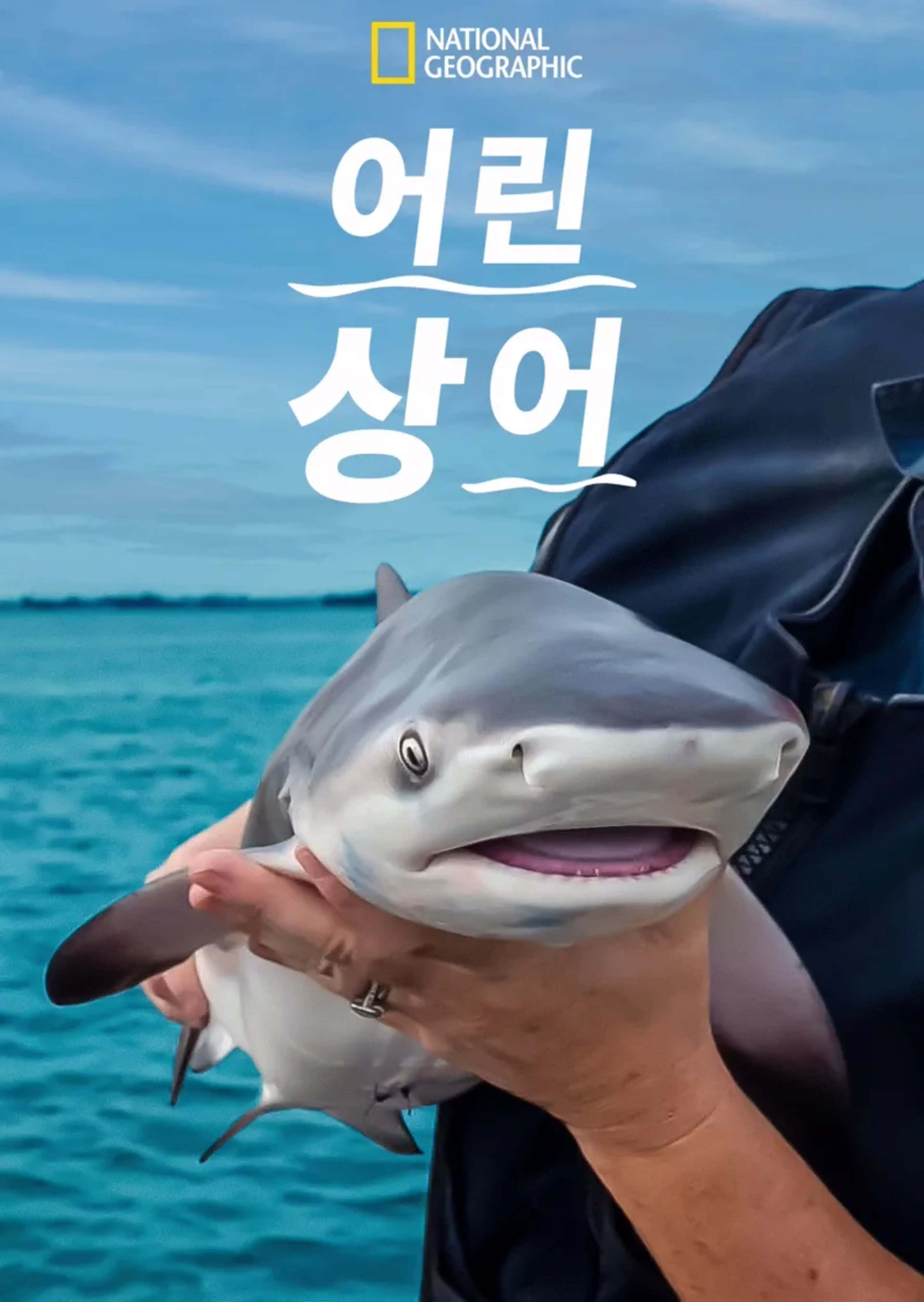 어린 상어