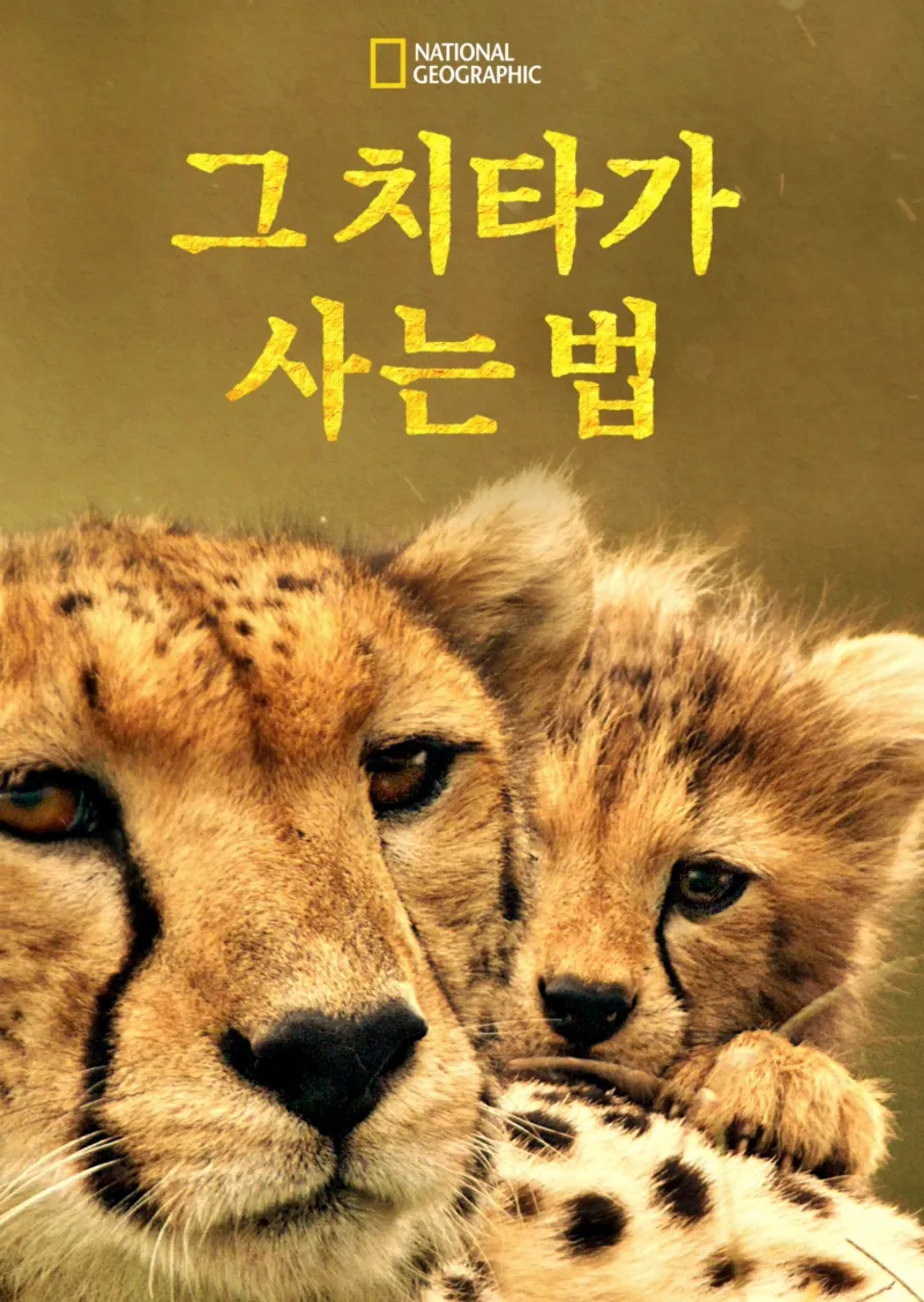 그 치타가 사는 법