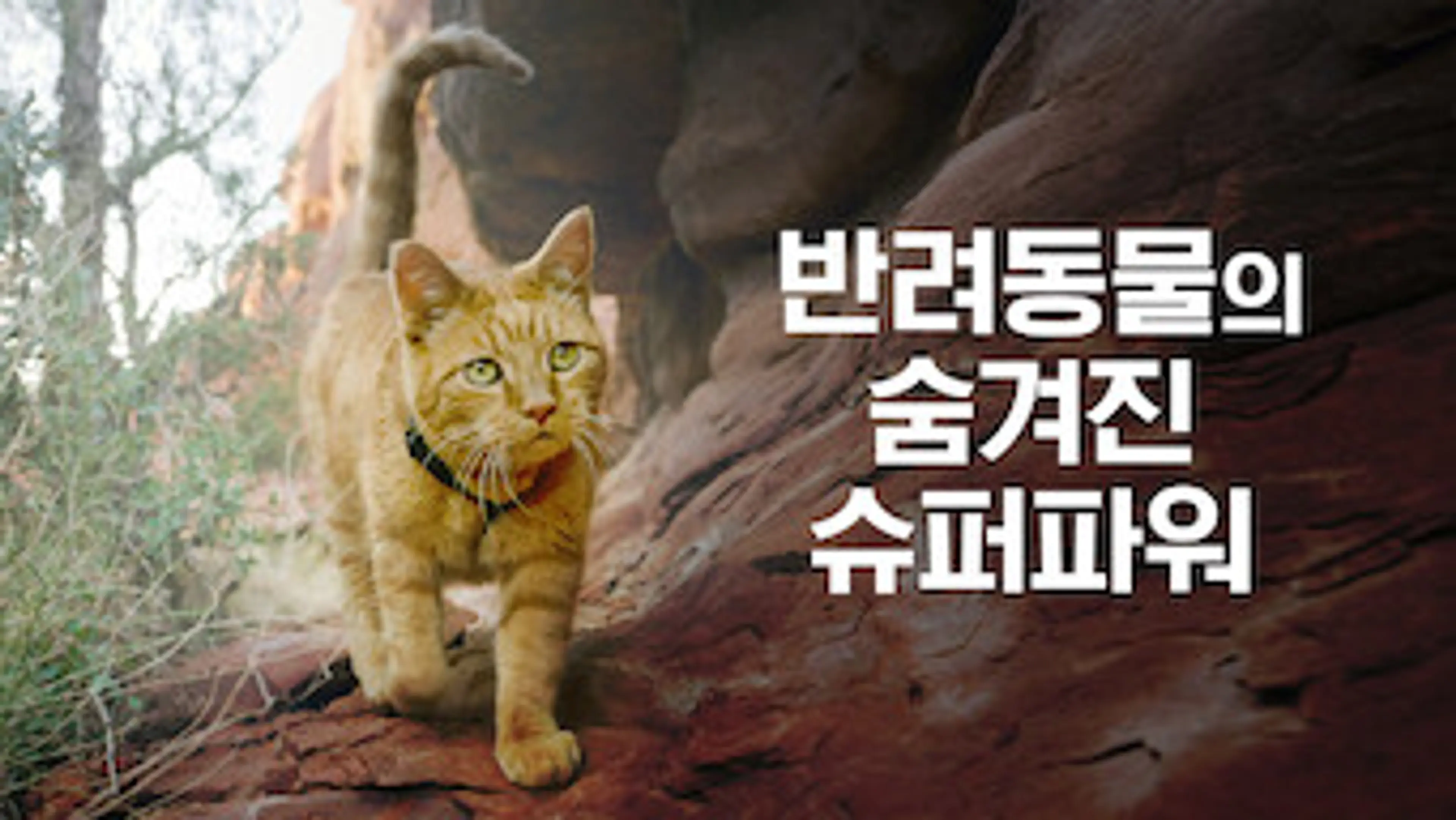 반려동물의 숨겨진 슈퍼파워