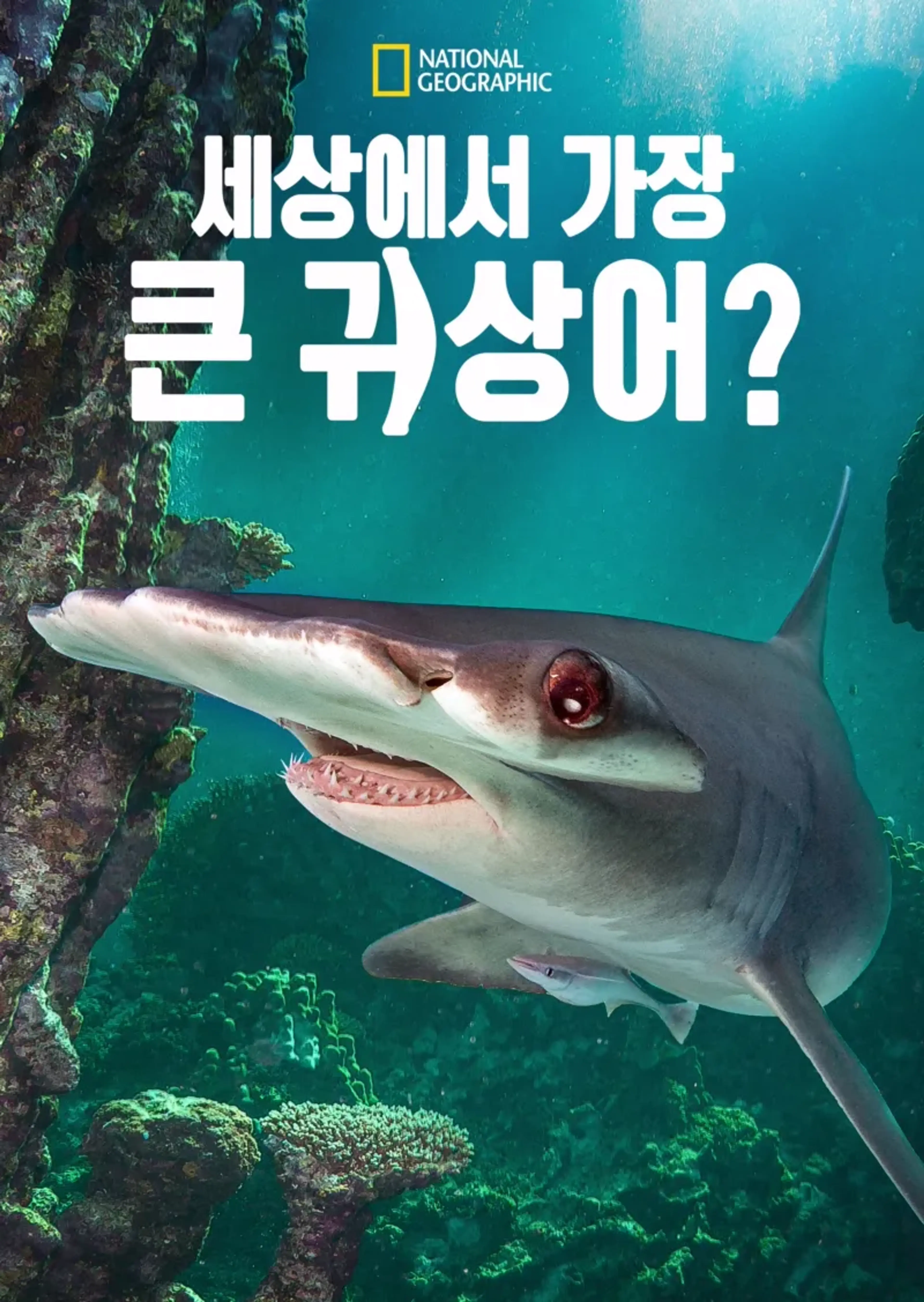세상에서 가장 큰 귀상어?