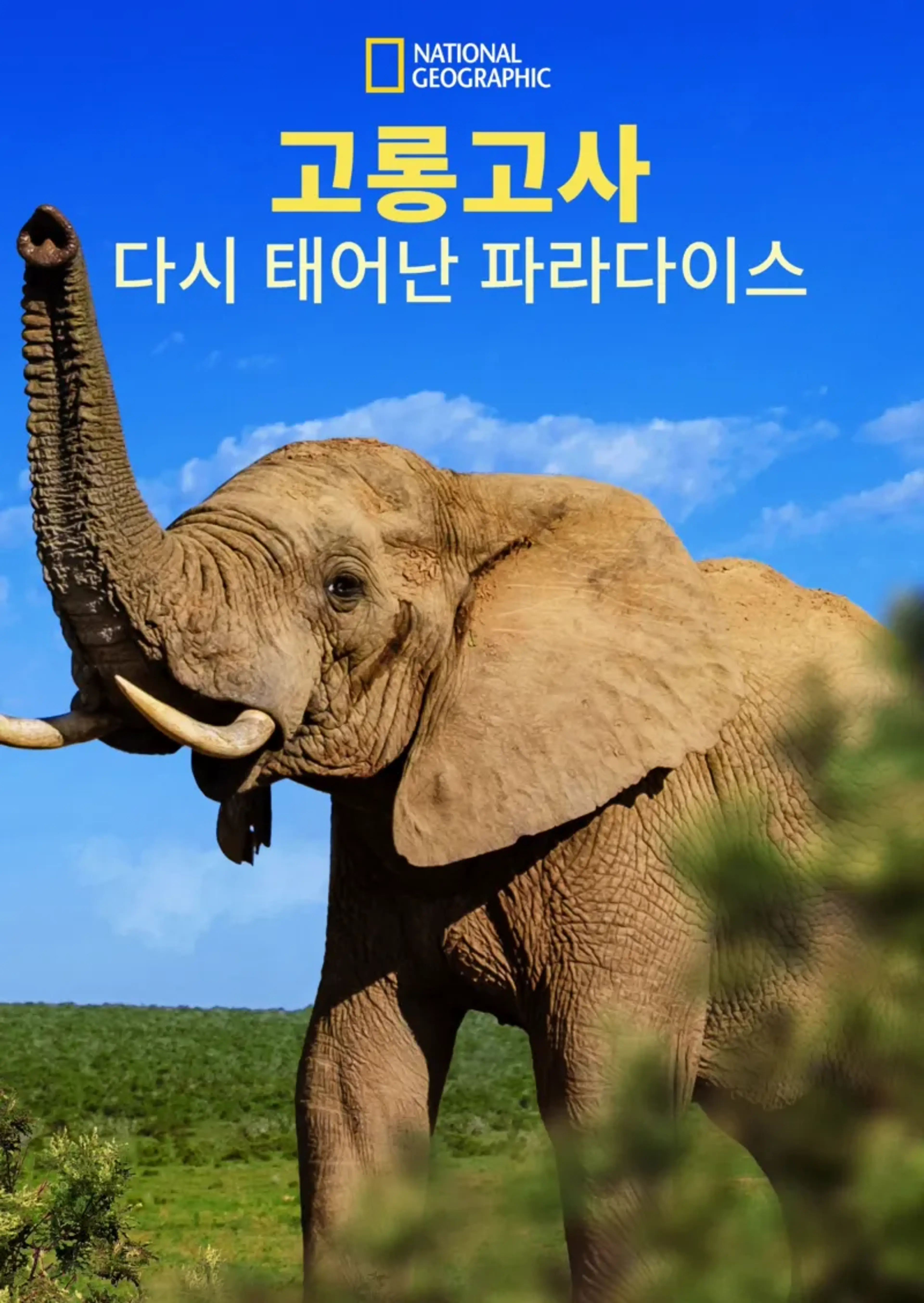 고롱고사: 다시 태어난 파라다이스