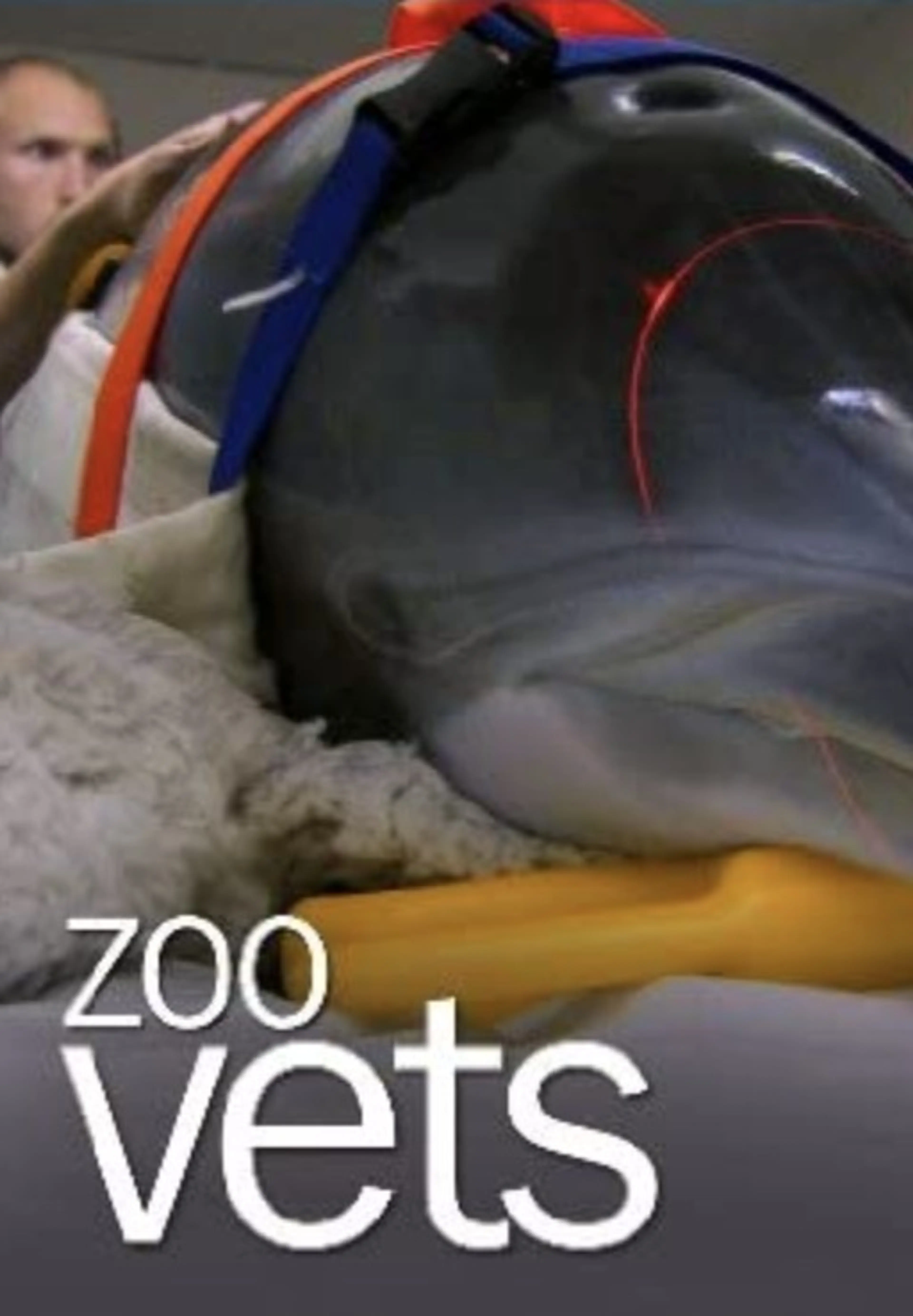 동물원 수의사들