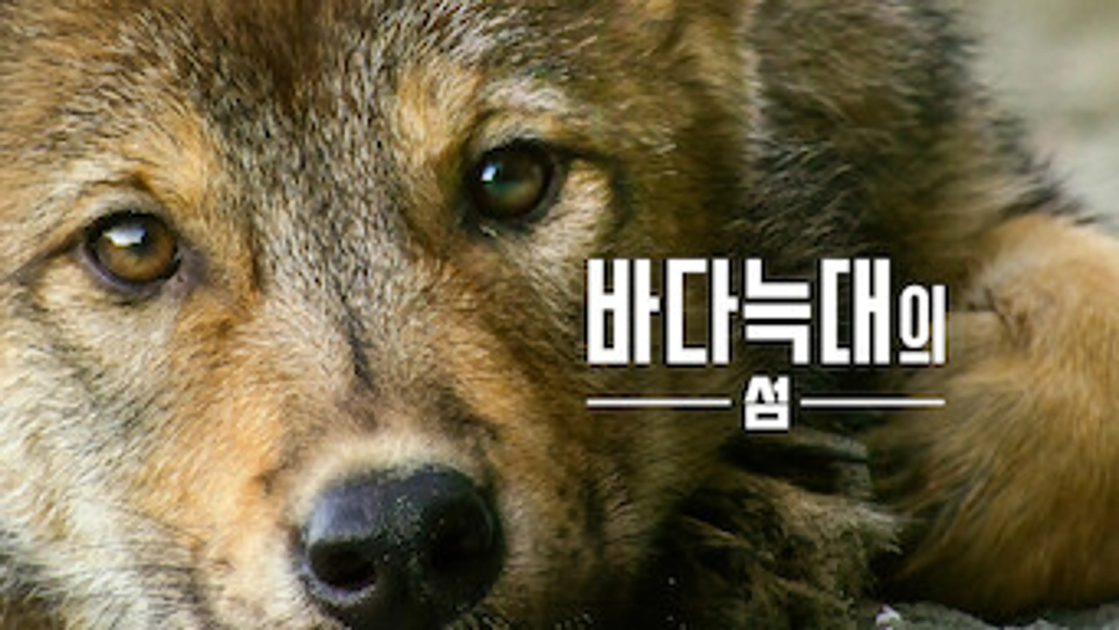 바다늑대의 섬