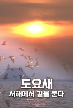 도요새, 서해에서 길을 묻다