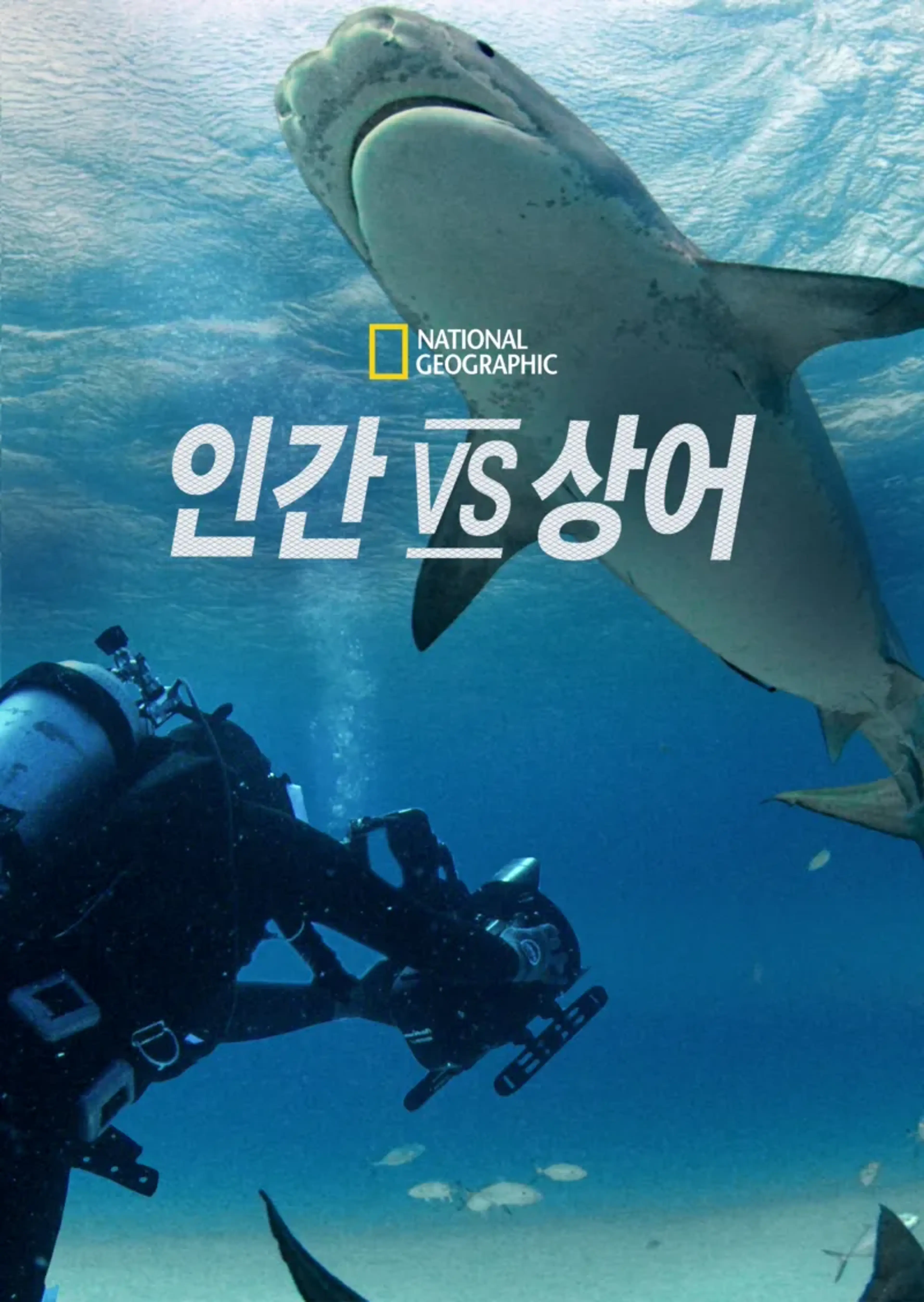 인간 vs 상어