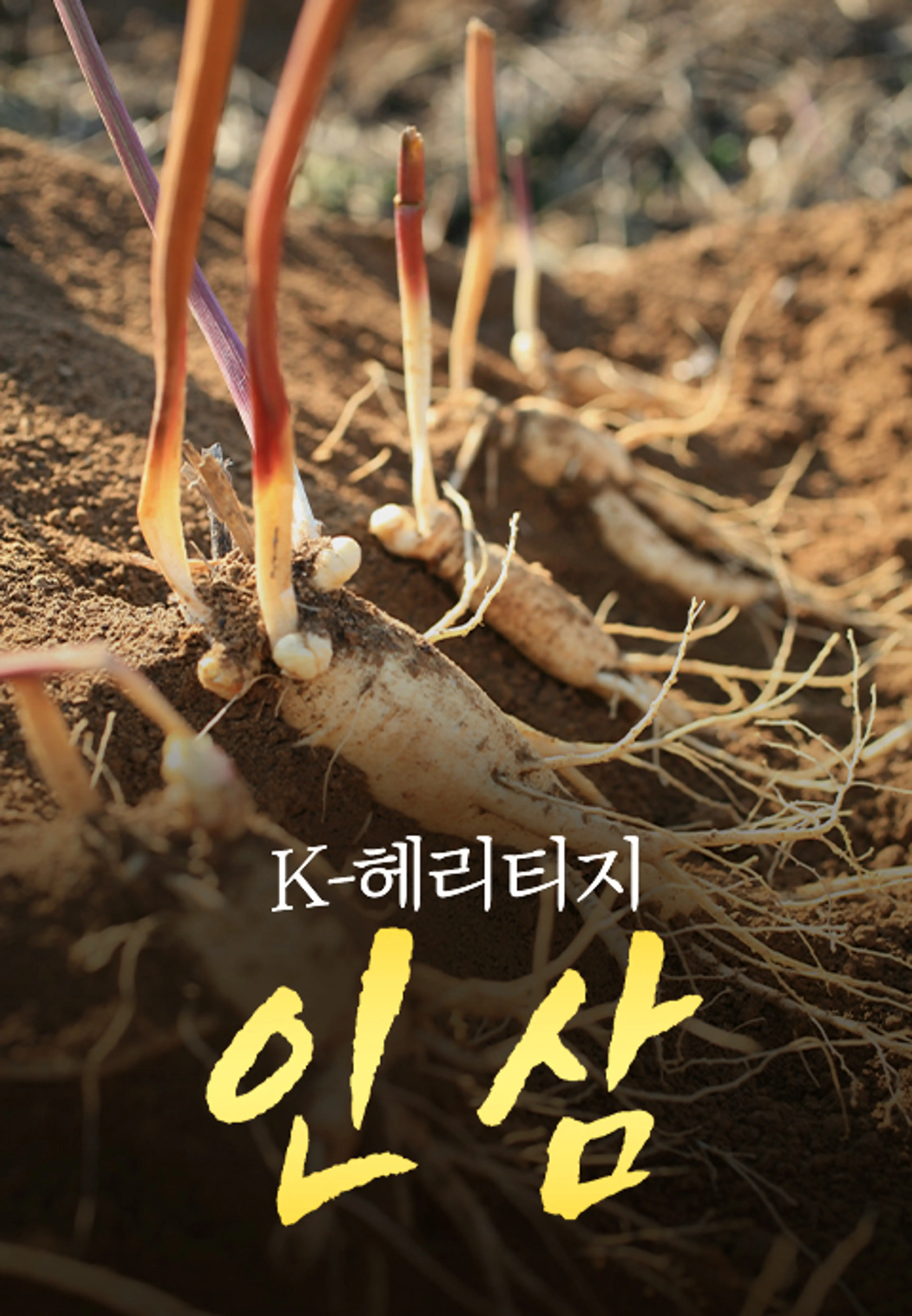 특별기획 K-헤리티지 인삼