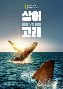 상어 vs 고래