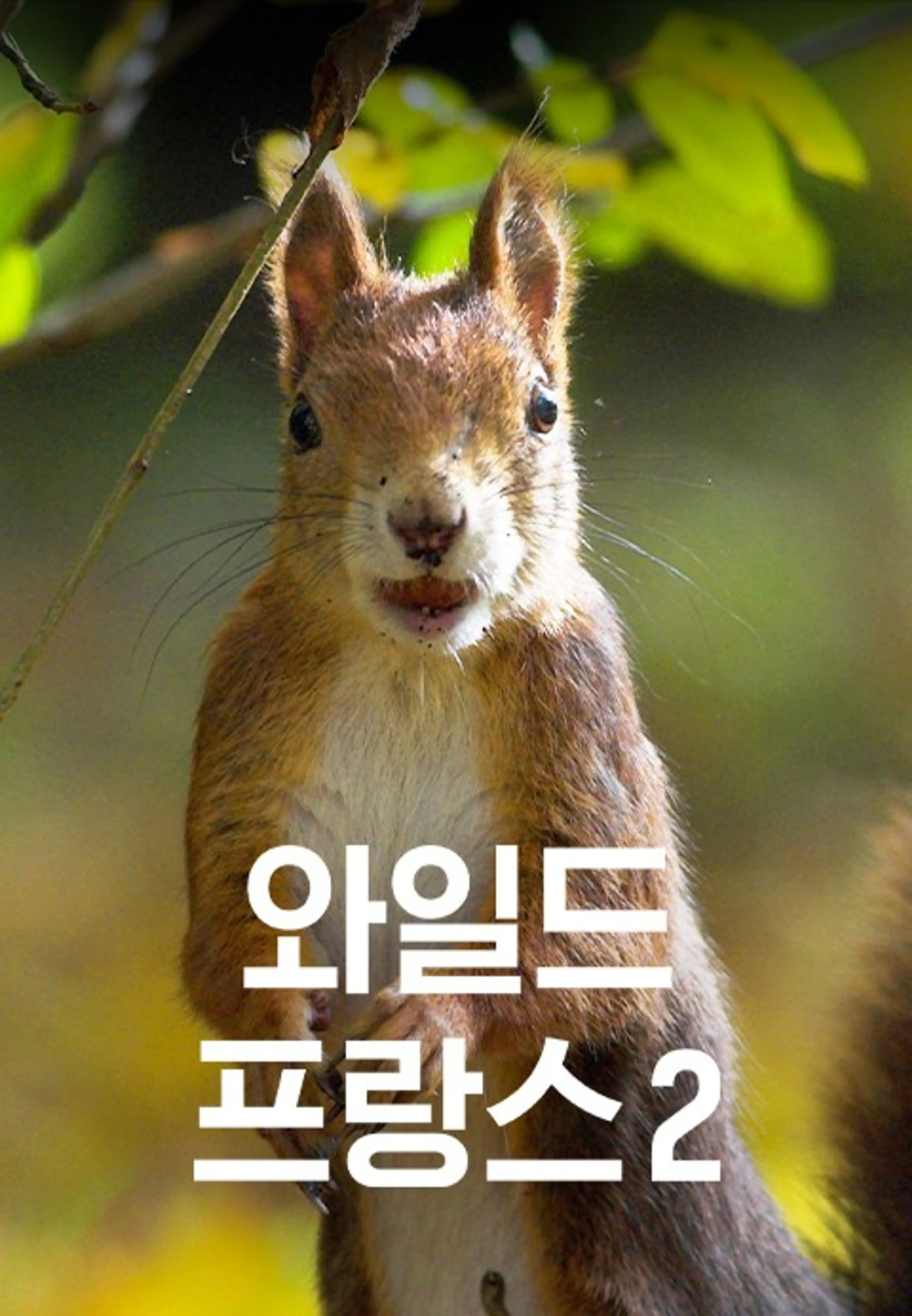 와일드 프랑스 2