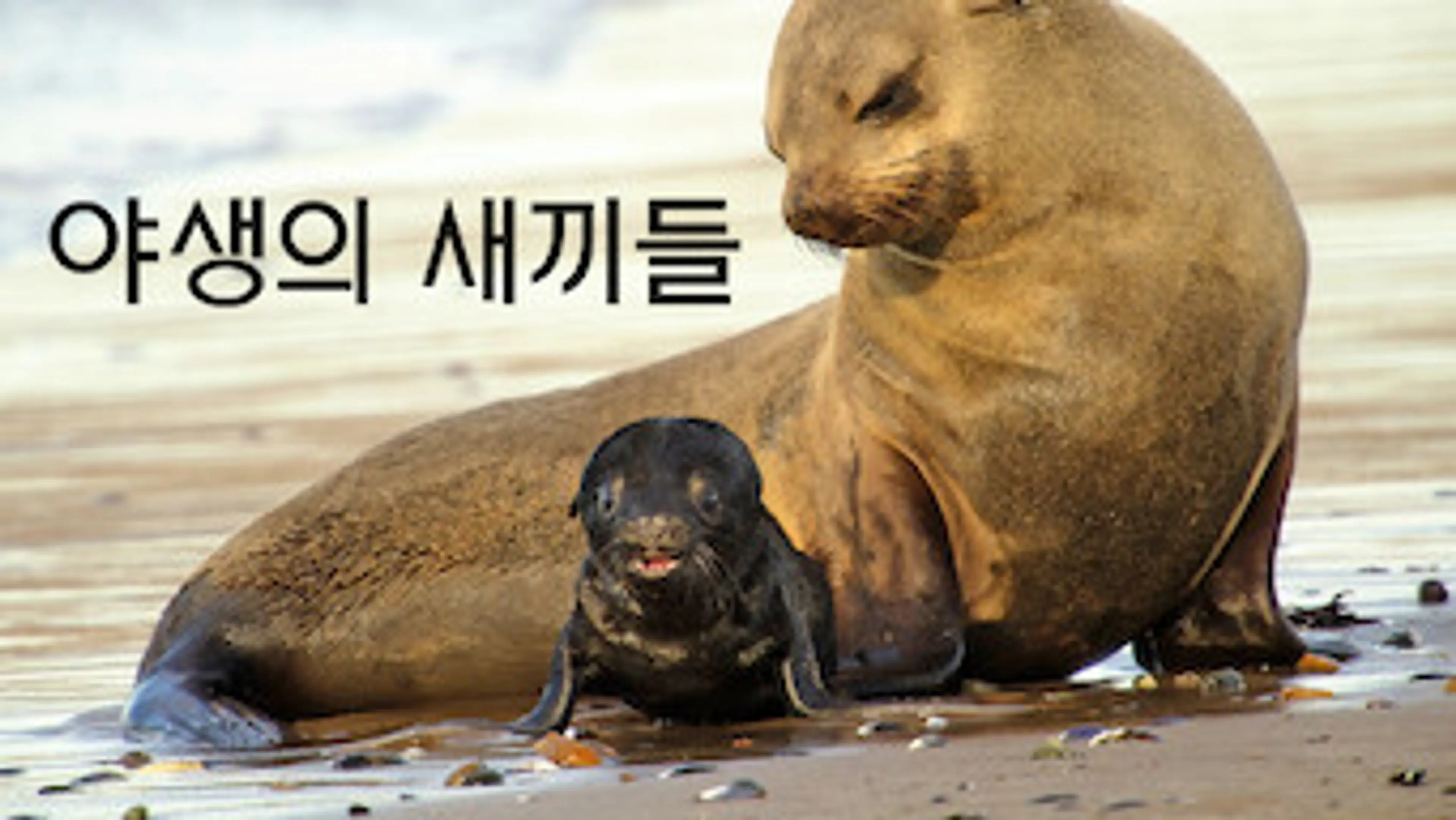 야생의 새끼들