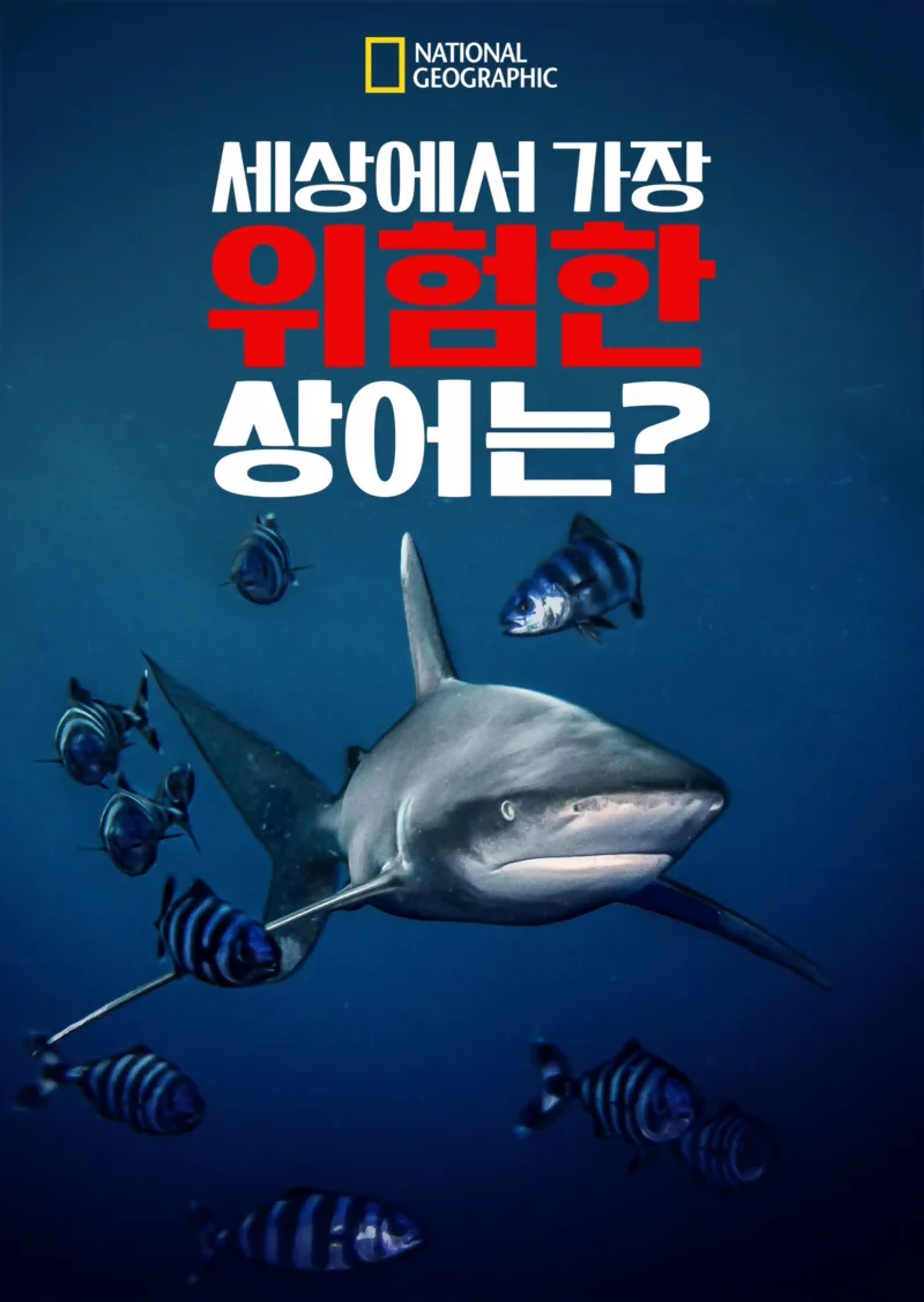 세상에서 가장 위험한 상어는?