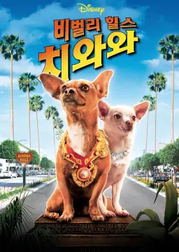 비벌리힐스 치와와