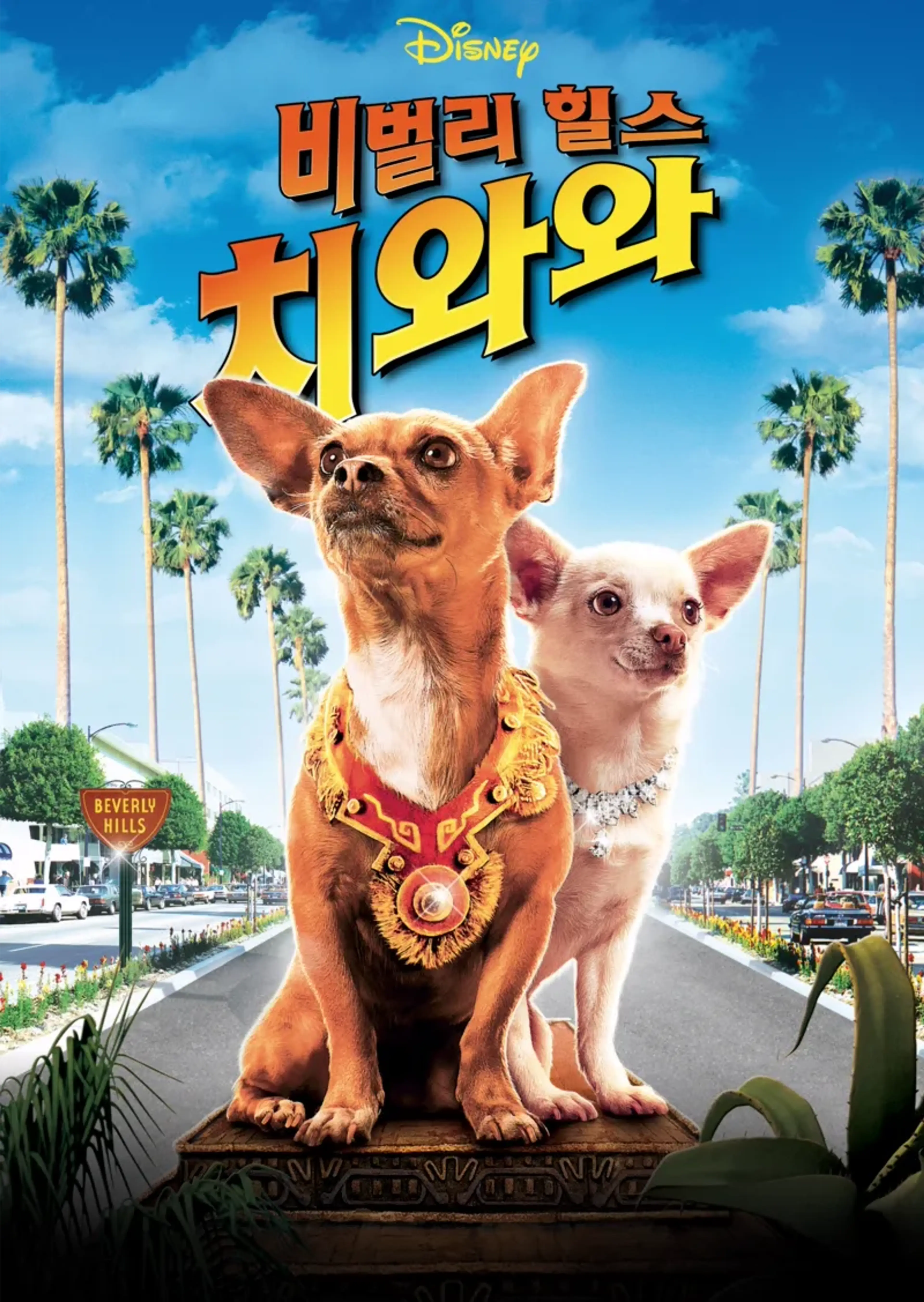 비벌리힐스 치와와