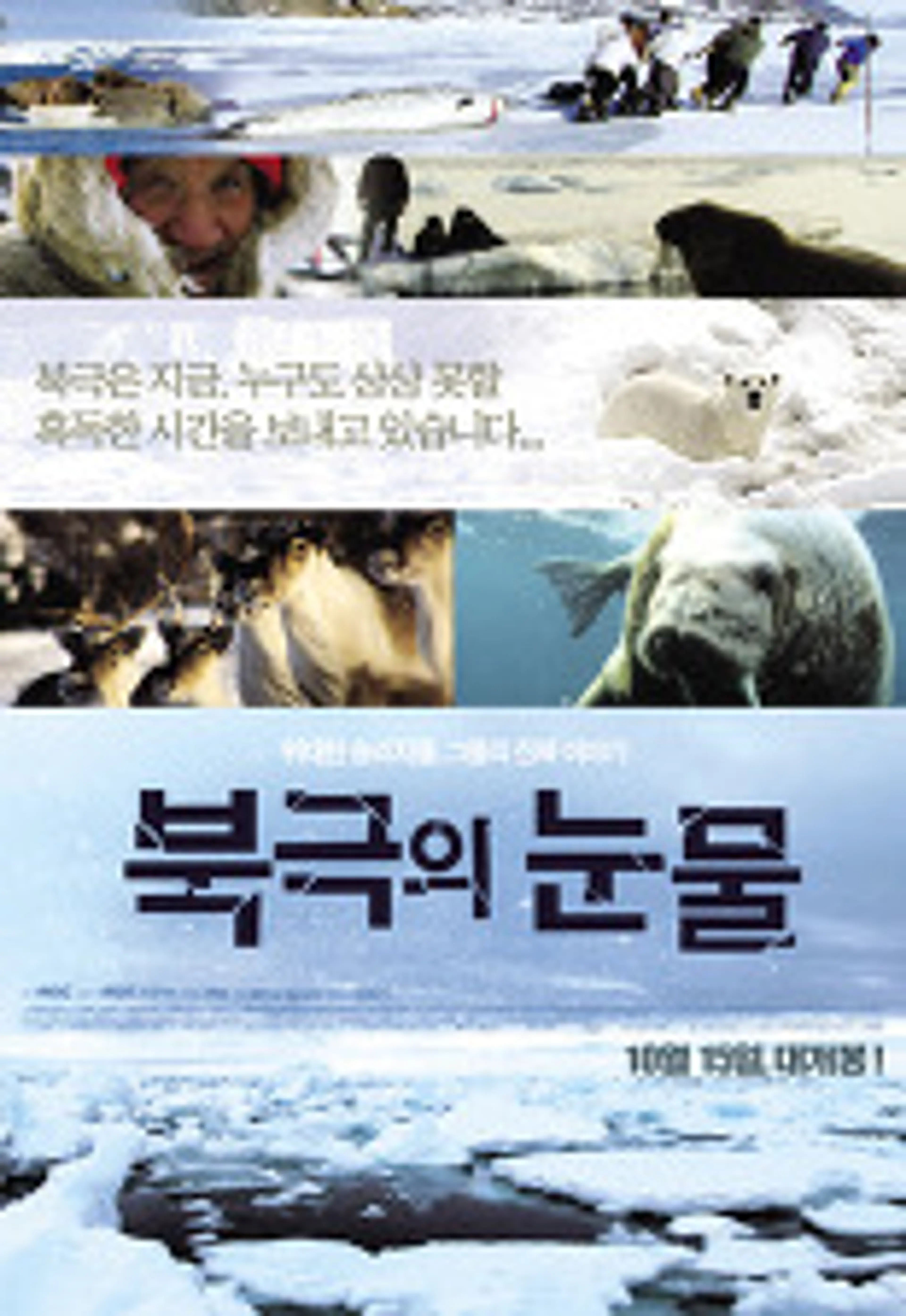북극의 눈물