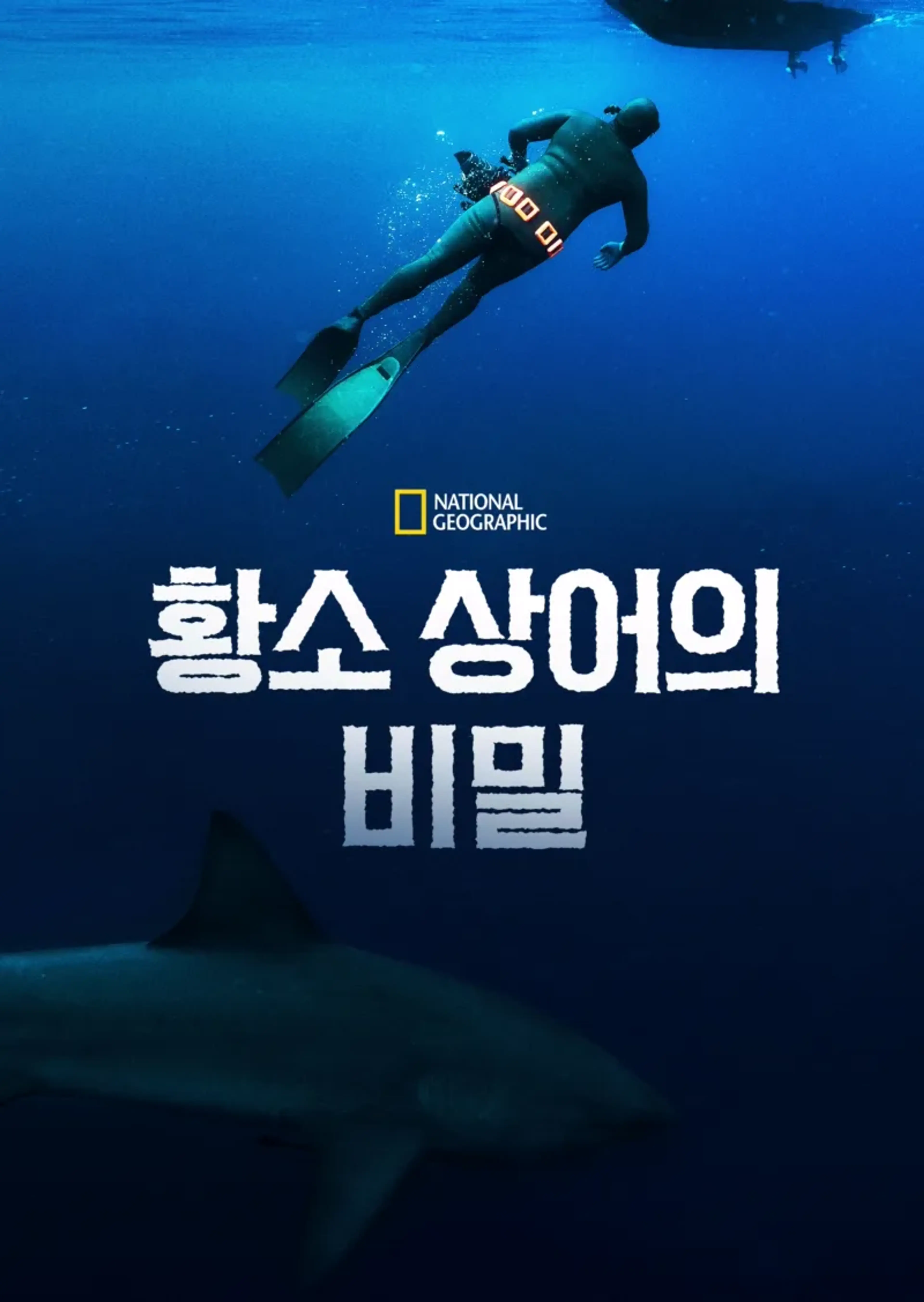 황소 상어의 비밀