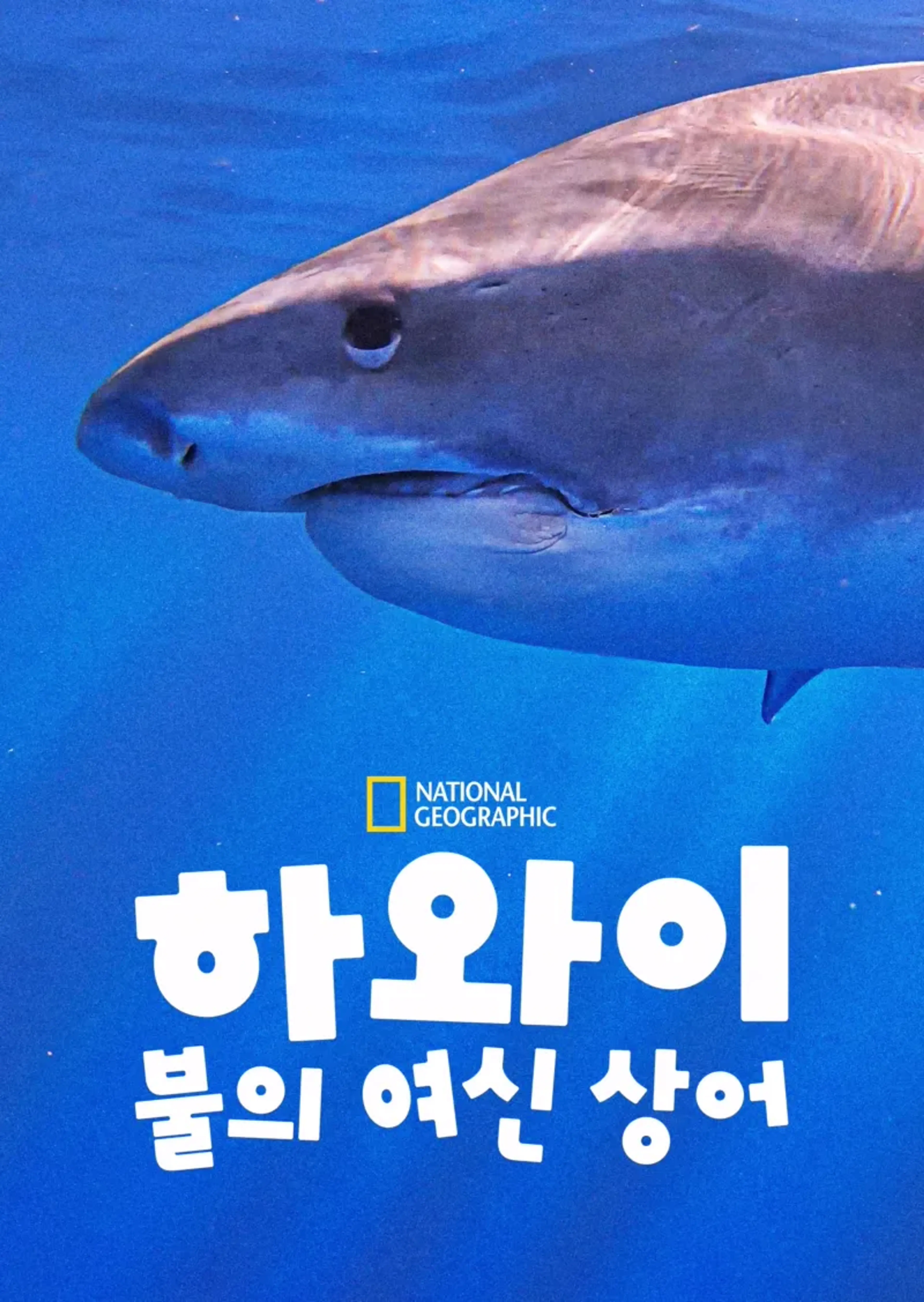 하와이: 불의 여신 상어