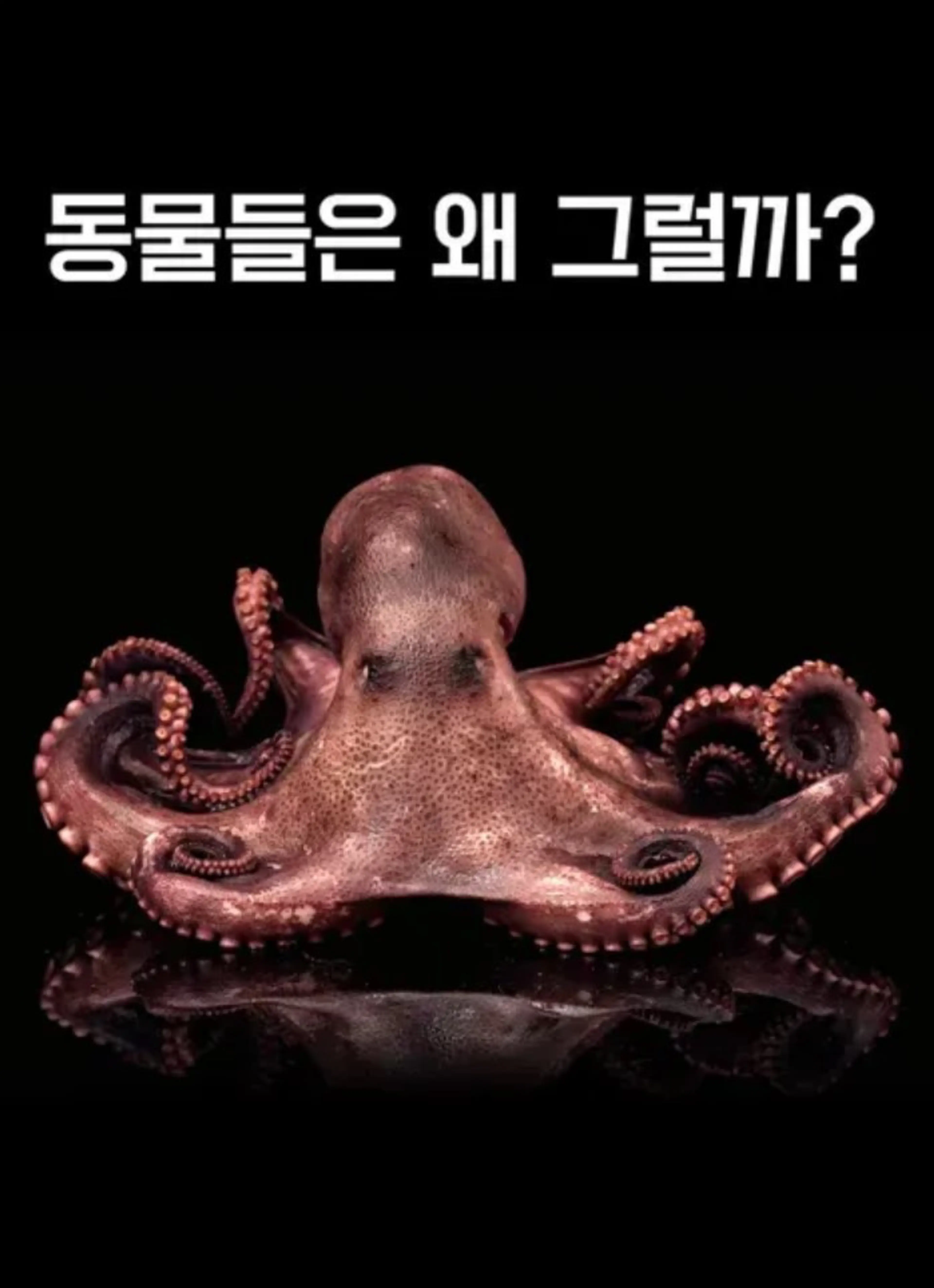 동물들은 왜 그럴까?