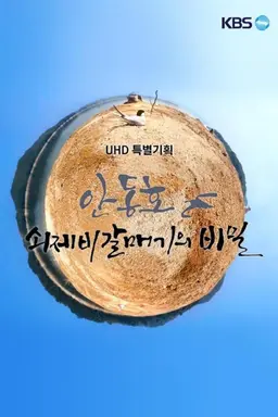 UHD 특별기획 안동호 쇠제비갈매기의 비밀