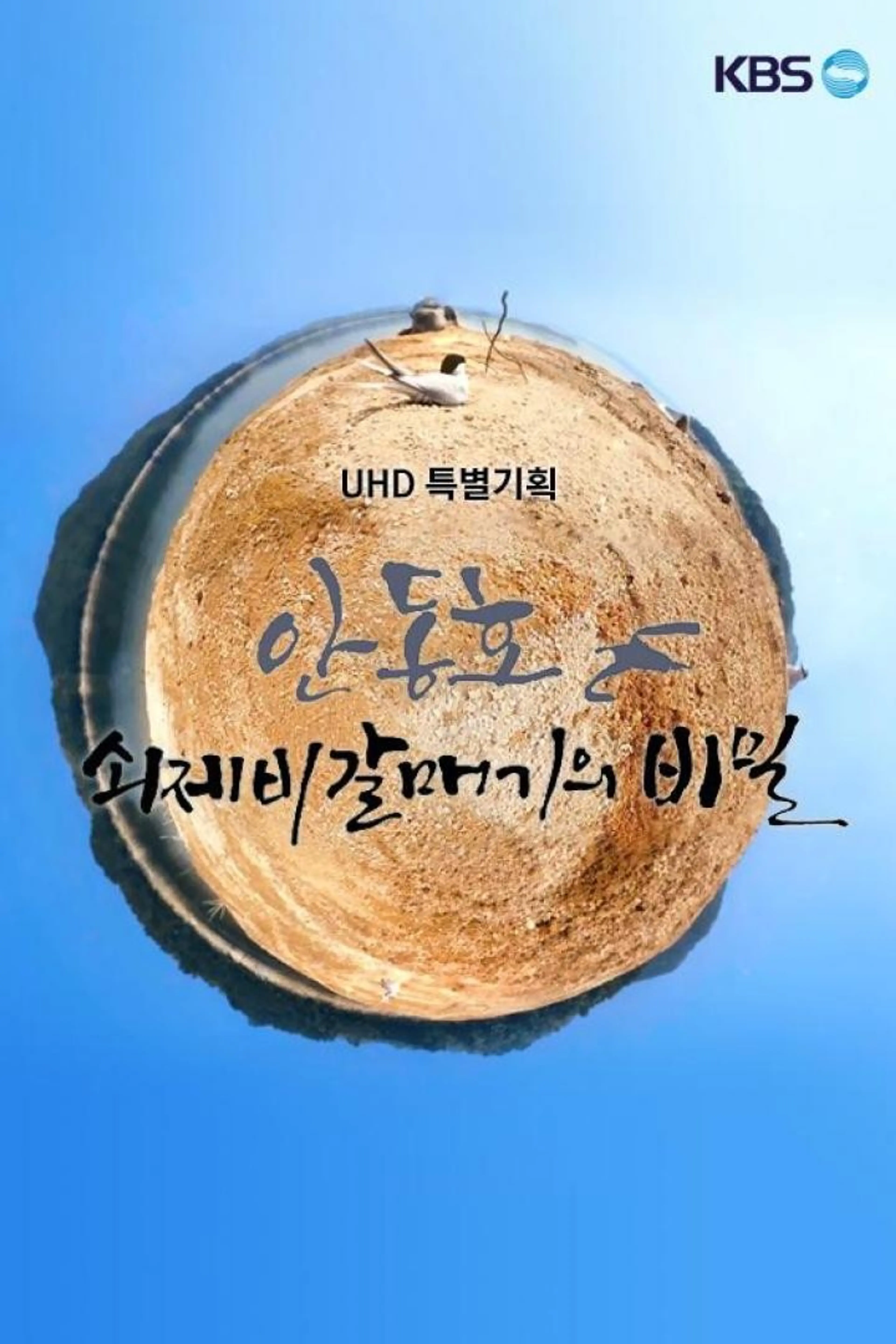 UHD 특별기획 안동호 쇠제비갈매기의 비밀