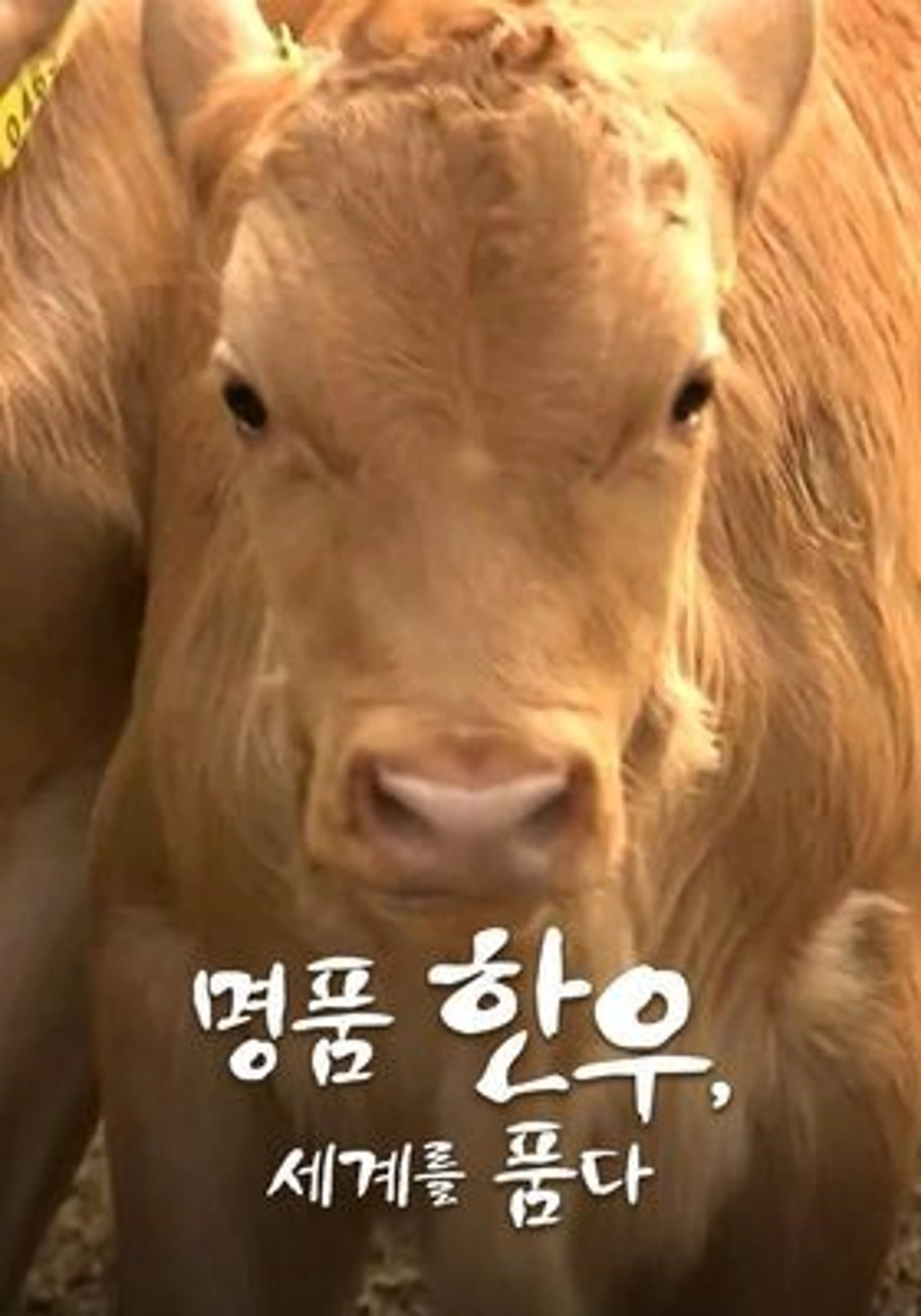 명품 한우, 세계를 품다