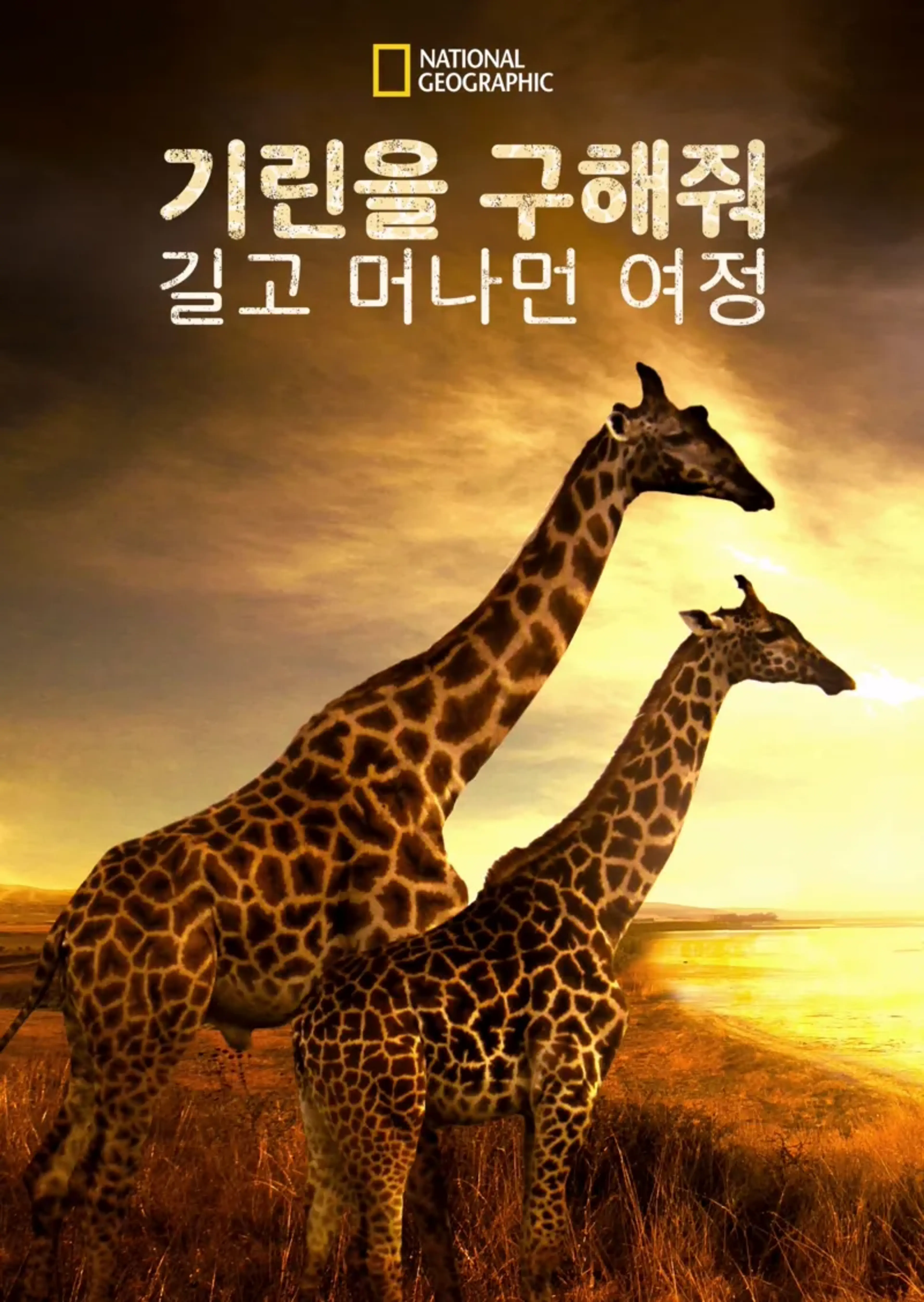 기린을 구해줘: 길고 머나먼 여정