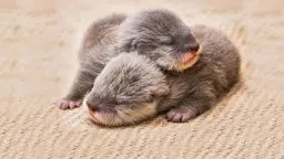 베이비 애니멀 캠