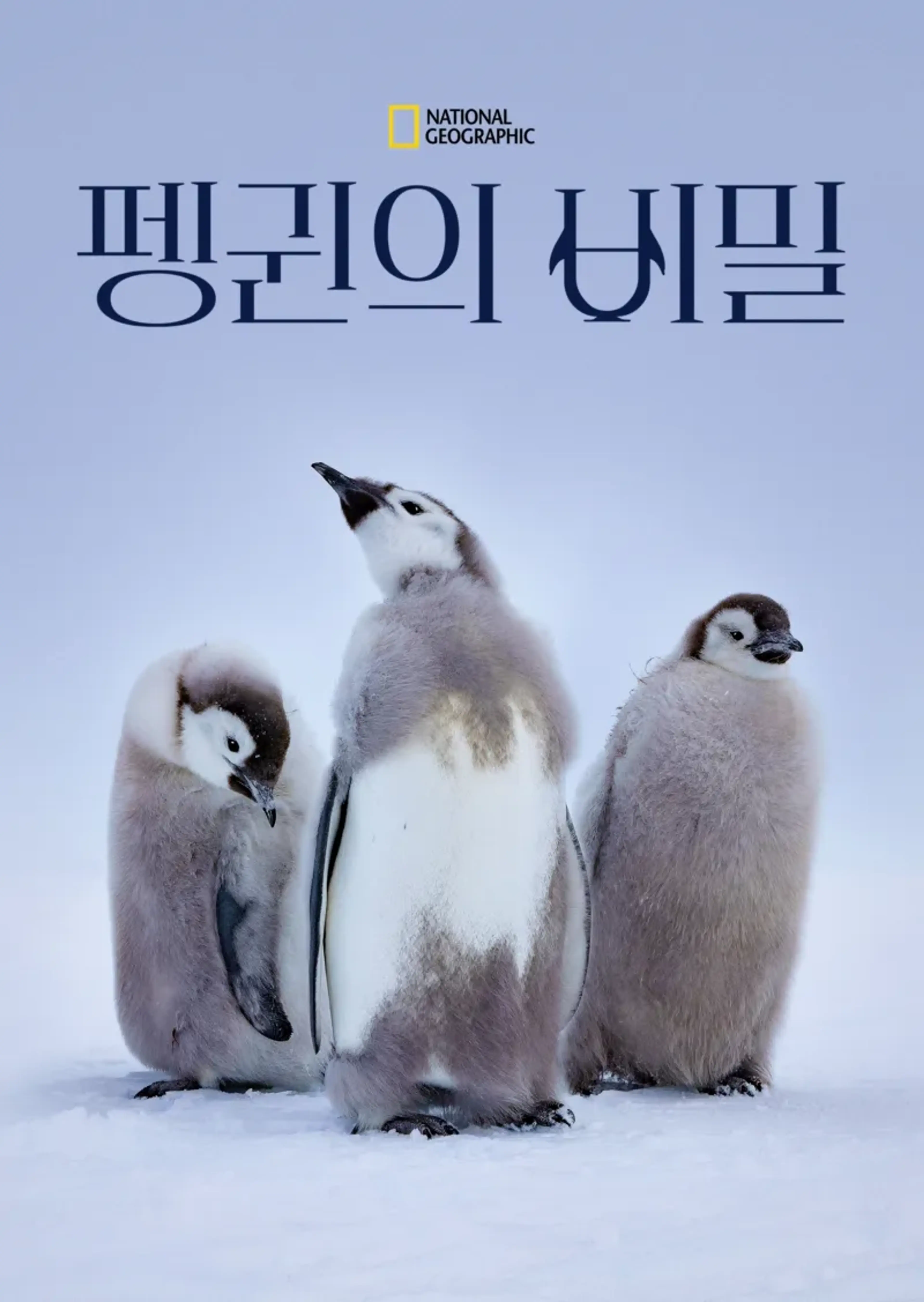 펭귄의 비밀