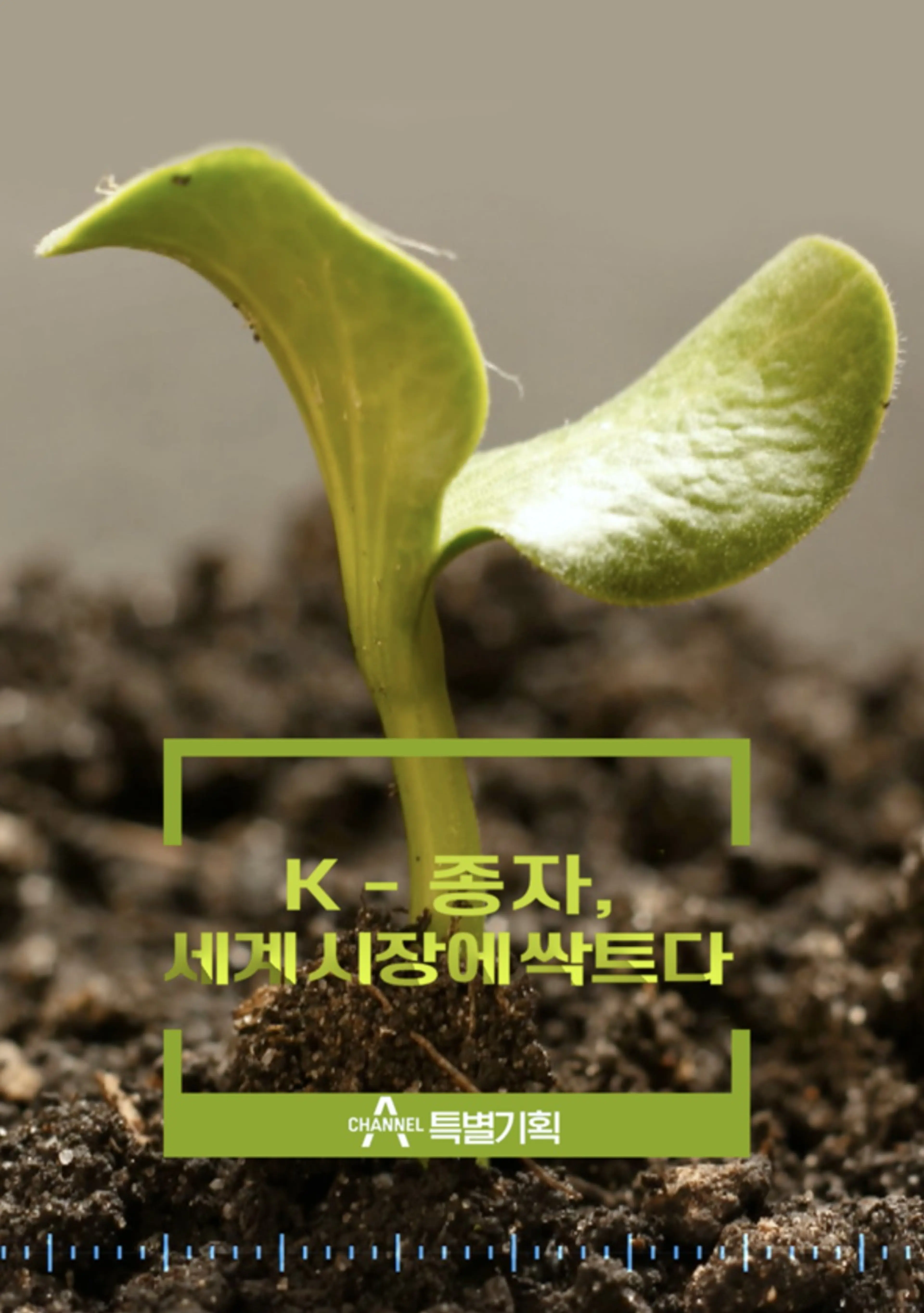 K-종자, 세계 시장에 싹트다