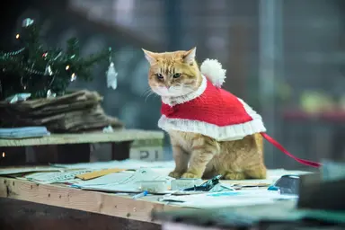 '내 어깨 위 고양이,밥 2' 궁디팡팡하고 싶은 넘사벽 귀여움 "스틸컷 공개"