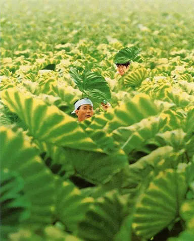 폭력과 순수의 하드보일드, 기타노 다케시 기획전