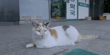 나와 고양이들의 아파트