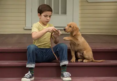 마이프렌즈 독스, 영화 '베일리 어게인'과 제휴 이벤트