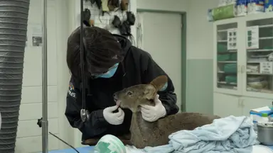 사육곰 '콩', 버려진 여우 '김서방'…이들이 갈 곳은 어디?