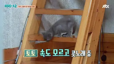 '마리와 나' : 네이트 연예